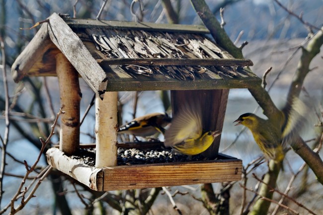 В ДПТ «Москворецкий» принимают кормушки и искусственные гнездовья для животных и птиц