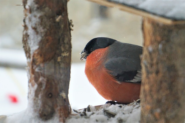 Следуй за красногрудой птицей: «Мосприрода» объявила фотоохоту на снегирей