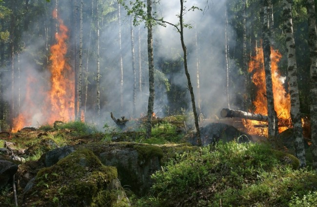 Лесной пожар: как предупредить трагедию