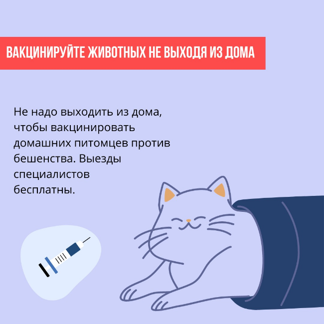 Домашним животным в Москве бесплатно делают прививки от бешенства на дому |  17.04.2020 | Москва - БезФормата